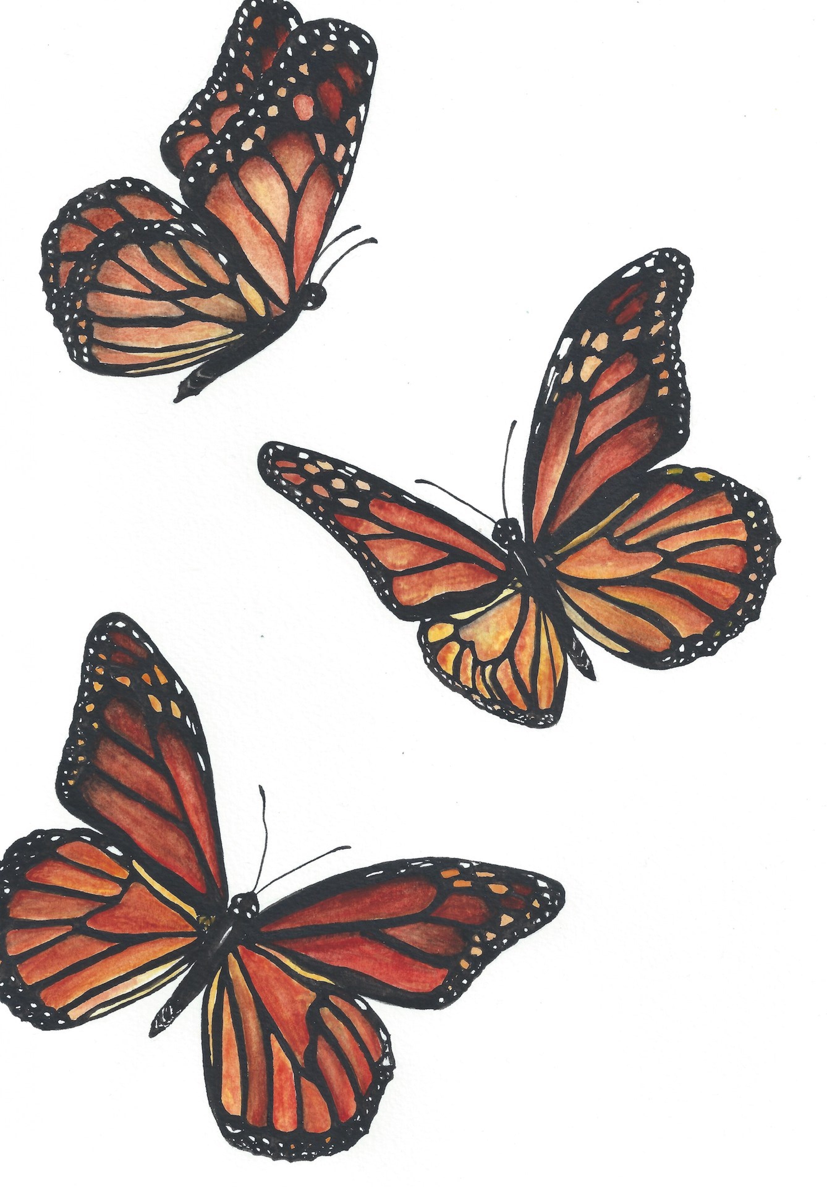 Monarch Butterflies Print